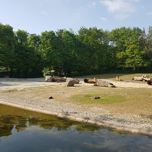 American Bison Exhibit