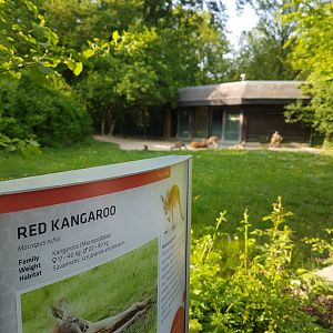 Red Kangoroo Exhibit and Signage