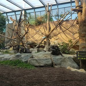 Chimpanzee Indoor Exhibit, Jungle Pavilion