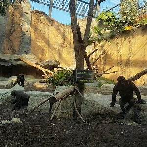 Lowland Gorilla Indoor Exhibit, Jungle Pavilion