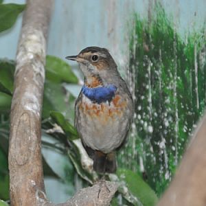 Luscinia svecicus kobdensis / Bluethroat at Shanghai Zoo