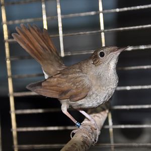 Luscinia luscinia / Thrush nightingale at Kyiv Zoo.