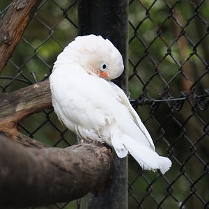 Cockatoo species Mondo Verde 2