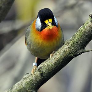 SILVER EARED MESIA