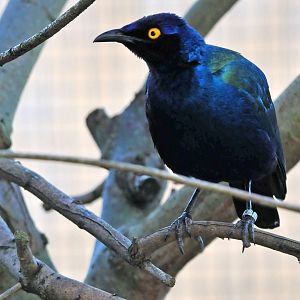 PURPLE STARLING