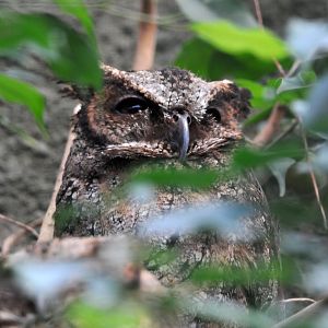 LUZON LOWLAND SCOPS OWL