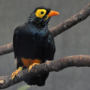 YELLOW FACED MYNA
