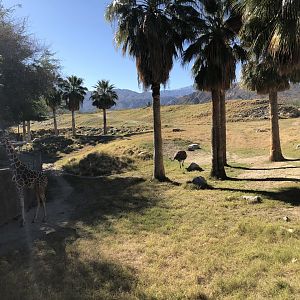 Giraffe/Ostrich/Kudu Exhibit