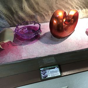 Panamint Rattlesnake Enclosure