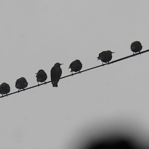 eurasian starlings