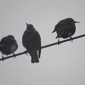 eurasian starlings