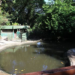 Hippo exhibit