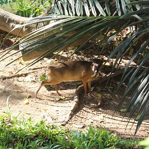 Lesser mousedeer