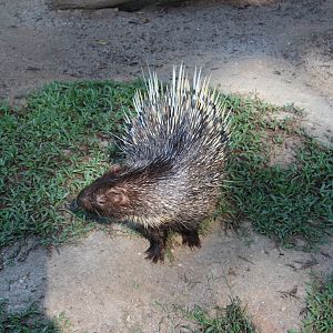 Porcupine ID?