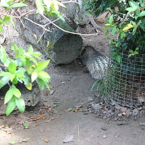 Another porcupine ID?