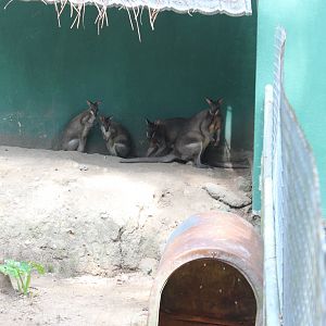 Is this a dusky pademelon?