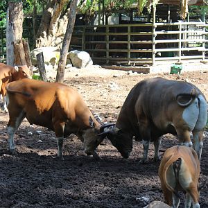 Banteng fighting