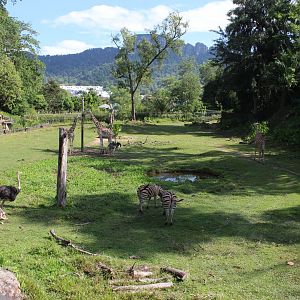 African savannah exhibit