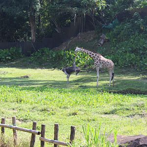 Giraffe vs Ostrich