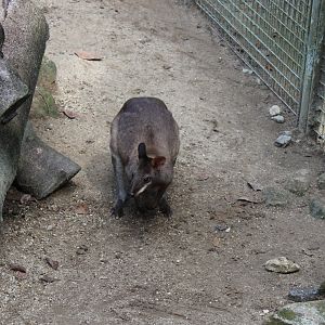Dusky Pademelon?
