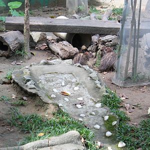 Asian brush-tailed porcupine