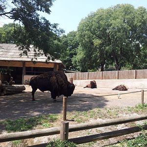 American Bison Exhibit
