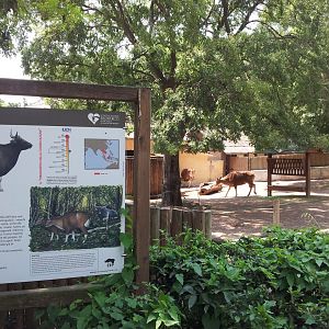 Banteng Exhibit & Signage