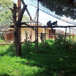 Collared Mangabey Exhibit