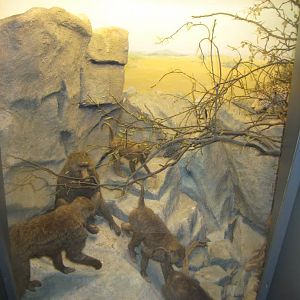 Naturhistorisk Museum Aarhus - Africa hall