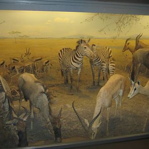 Naturhistorisk Museum Aarhus - Africa hall