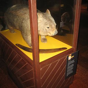 Naturhistorisk Museum Aarhus - AnimaliA