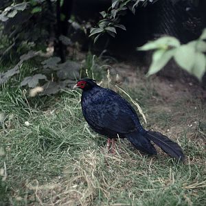 "Imperial pheasant" 1972