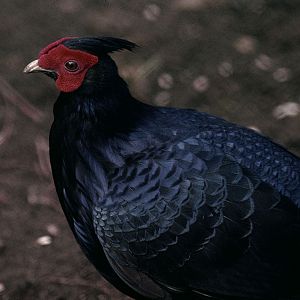 "Imperial pheasant" 1973