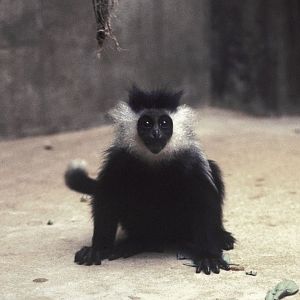 Ruwenzori black & white colobus (Adolf Friedrich's colobus) 1973