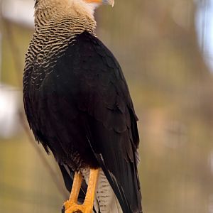 Crested caracara