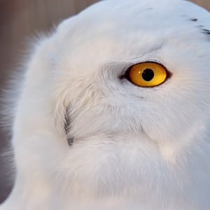 Snowy owl