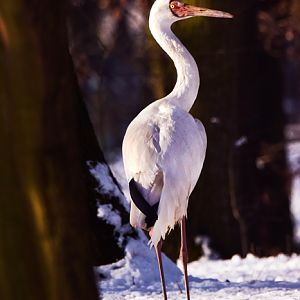 Siberian crane