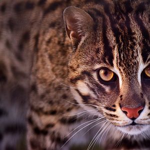 Fishing cat