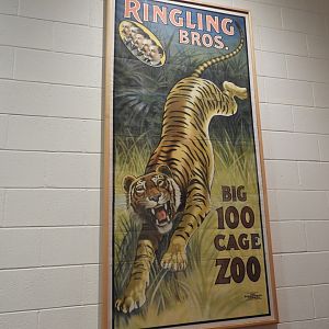 Ringling Bros. Circus Tiger Poster - Circus World Museum