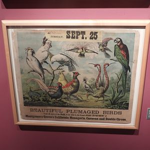 1877 Montgomery Queens Circus Aviary Tent Poster - Circus World Museum
