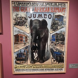 1882 P.T. Barnum Circus African Bush Elephant 'Jumbo' Poster - Circus World Musuem