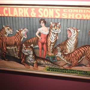 1929 M.L. Clack & Son's Circus Bengal Tiger Poster - Circus World Museum