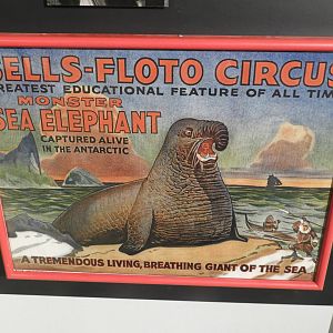 Sells-Floto Circus Southern Elephant Seal Poster - Circus World Museum