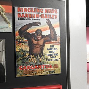 Ringling Bros. & Barnum and Bailey Combined Shows Mountain Gorilla Poster - Circus World Museum