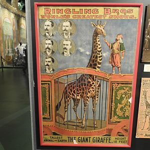 Ringling Bros. Circus Giraffe Poster - Circus World Museum