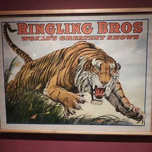 1917 Ringling Bros. Circus Tiger Poster - Circus World Museum