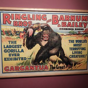Ringling Bros. & Barnum and Bailey Combined Shows Mountain Gorilla Circus Poster - Circus World Museum