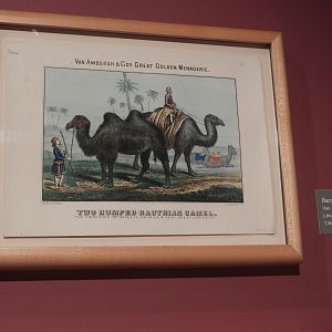 1868 Van Amburgh and Co.'s Great Golden Menagerie Bactrian Camel Poster - Circus World Museum