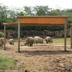 Southern White Rhinoceros Exhibit
