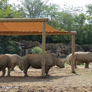 Southern White Rhinoceros Exhibit